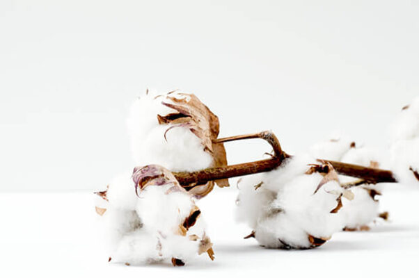 cotton fibers - plant source material for cellulose acetate sunglasses frames